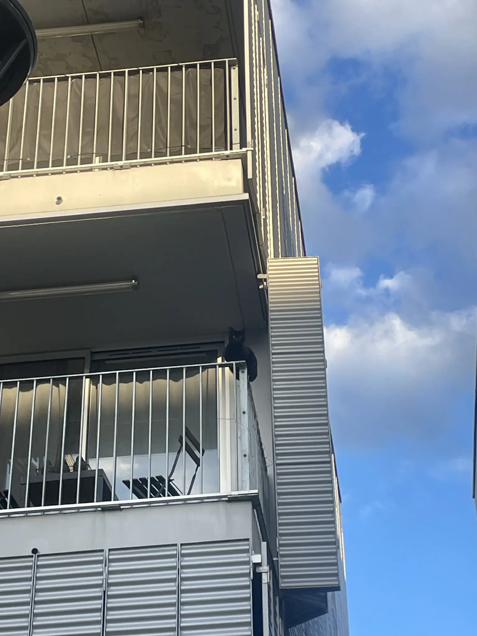 un chat qui est sur une barrière de balcon en équilibre 