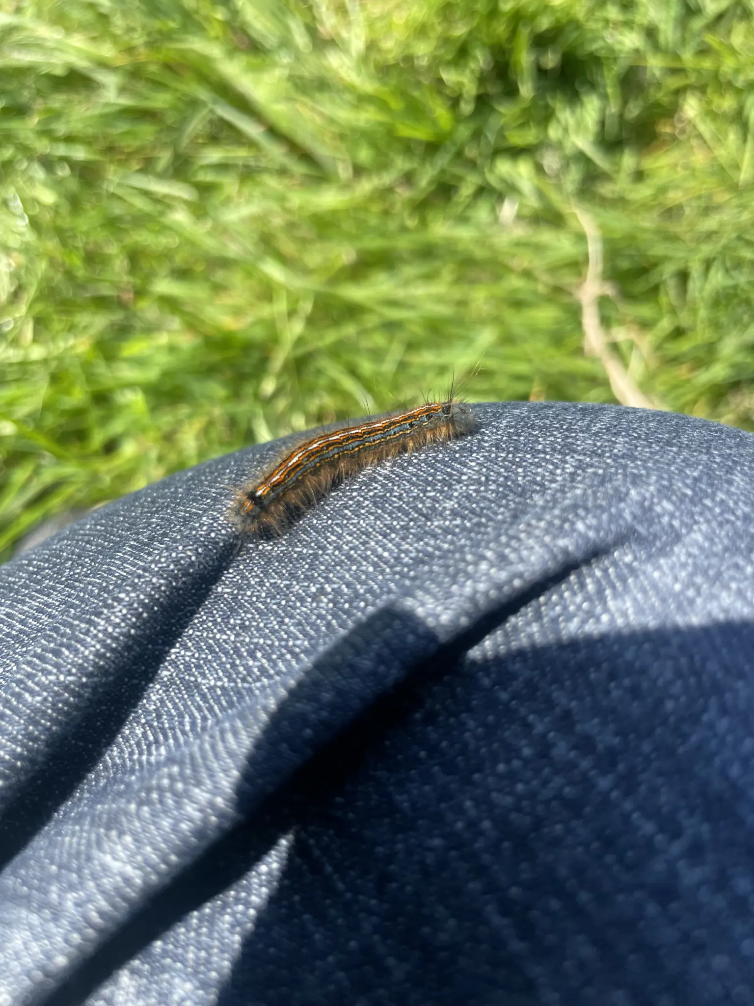une chenille rigolote 