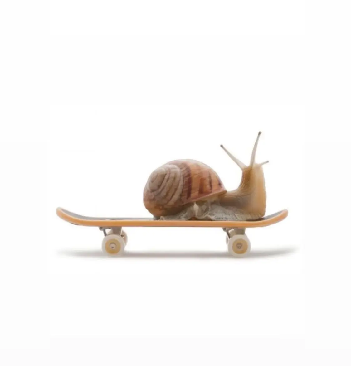 un escargot sur un skateboard miniature 