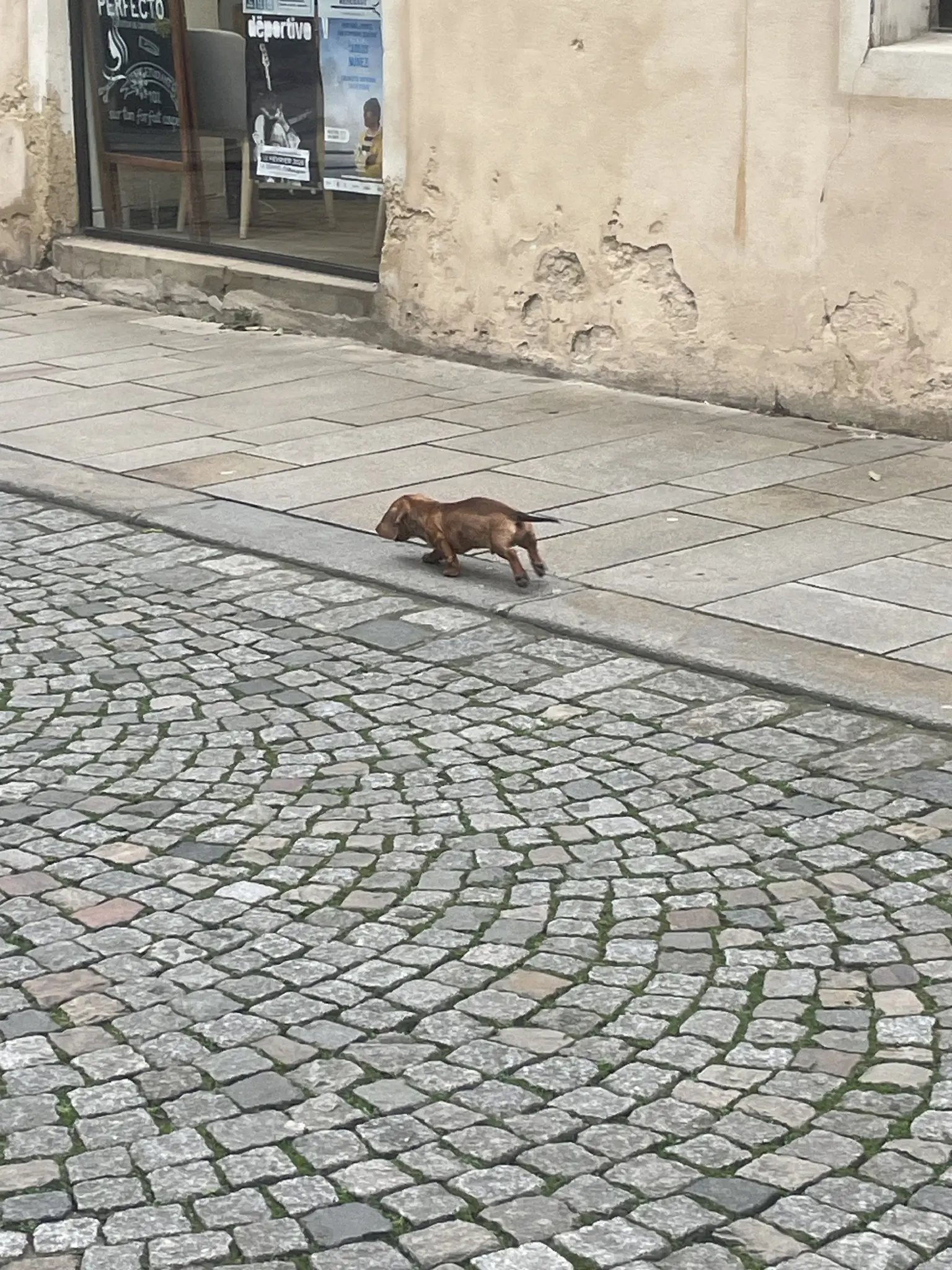 un très très petit chien